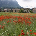 Coquelicot a Bex - 014